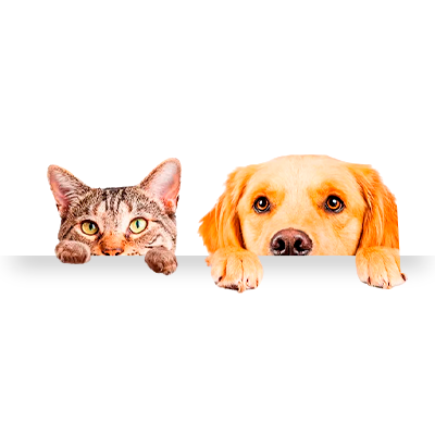 Mascotas